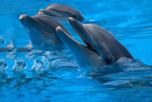 マヨルカ北部からの送迎付きマリンランドチケット