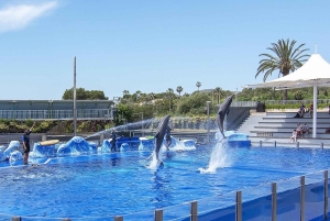 マヨルカ北部からの送迎付きマリンランドチケット