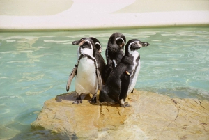 マヨルカ北部からの送迎付きマリンランドチケット