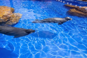 マヨルカ北部からの送迎付きマリンランドチケット