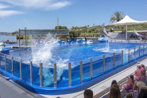 マヨルカ北部からの送迎付きマリンランドチケット