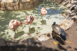 マヨルカ北部からの送迎付きマリンランドチケット