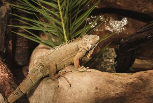マヨルカ北部からの送迎付きマリンランドチケット