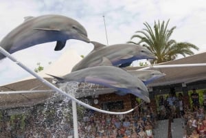 Mallorca: Marineland Tickets with transfers from the North