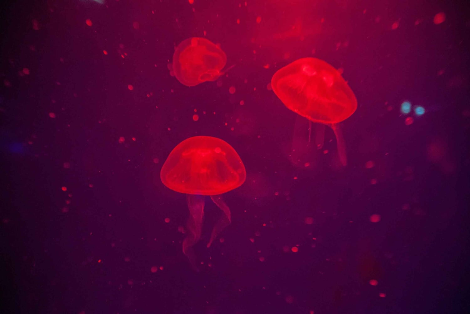 マヨルカ島：パルマ水族館（送迎・ガイド・優先入場付き）