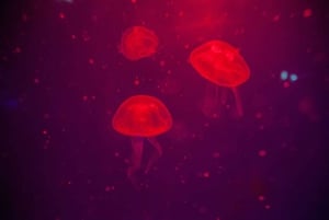 マヨルカ島：パルマ水族館（送迎・ガイド・優先入場付き）