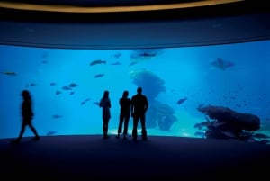 Mallorca: Palma City & Aquarium Day Trip with Transfer