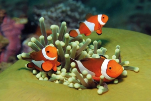 Mallorca: Palma City & Aquarium Day Trip with Transfer