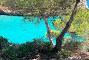 Mallorca: Tour privado - Cuevas, Playas y Vinos