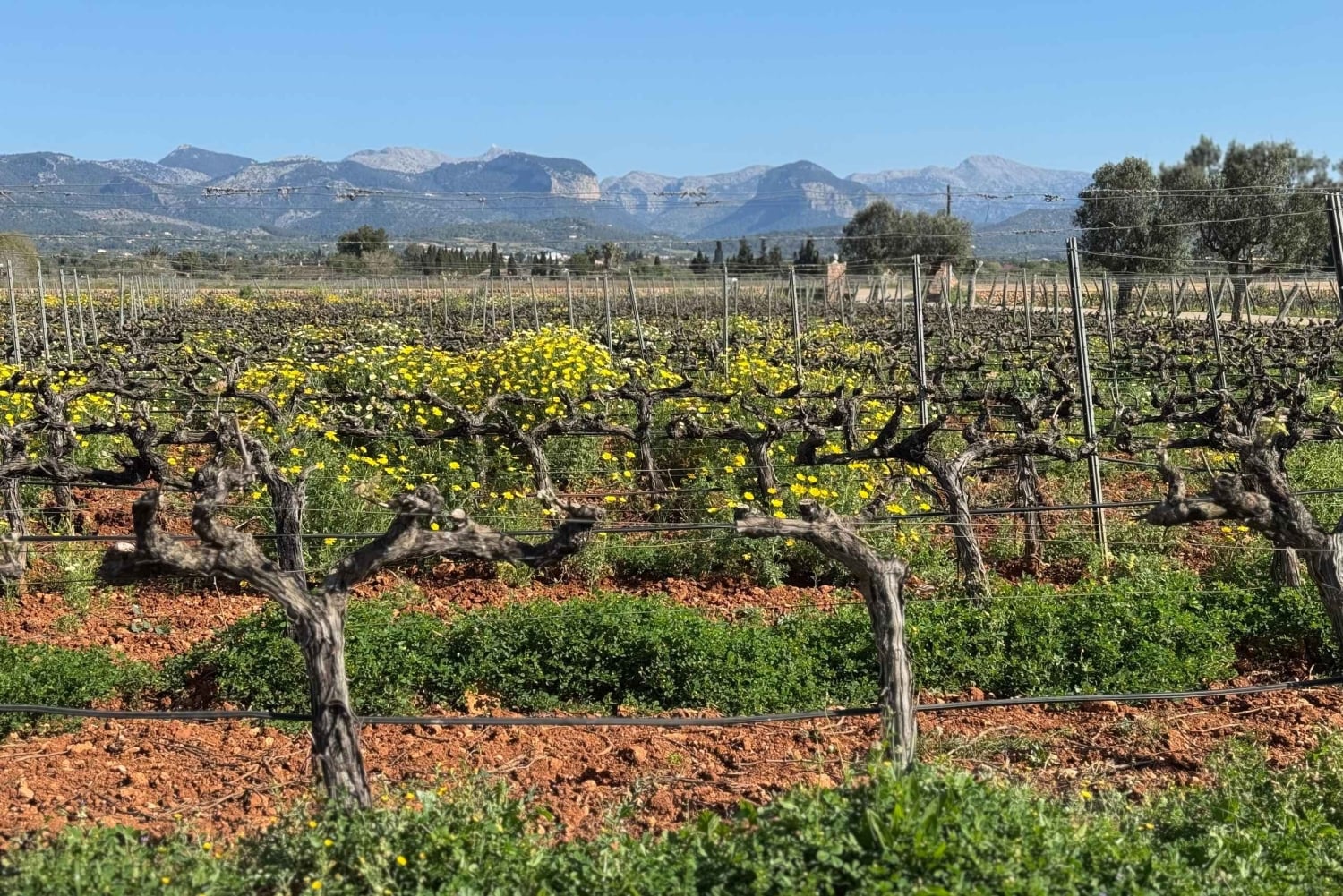 Mallorca Santa Maria Terroir Winery tour og vinsmagning