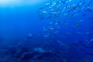 マヨルカ島：スキューバダイビングアドベンチャー、フォーメンター岬の2つのダイビングスポット（ライセンスが必要です）