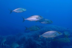 マヨルカ島：スキューバダイビングアドベンチャー、フォーメンター岬の2つのダイビングスポット（ライセンスが必要です）