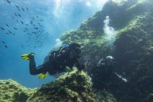 Mallorca: Duiken - 1 duik vanaf de boot (voor gebrevetteerde duikers)