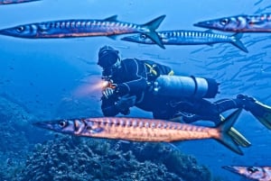 Майорка: подводное плавание с аквалангом в Кап-де-Форментор — 2 места для погружения