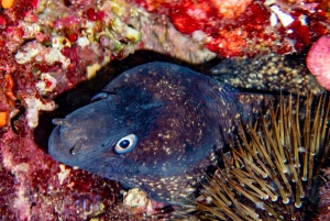 Majorka: Przygoda z nurkowaniem Cap Formentor – 1 nurkowanie (wymagana licencja)