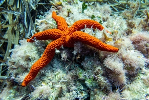 Mallorca: Snorkeltur med dykkertrener fra båt – Cap de Formentor