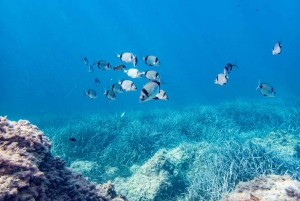 Mallorca: Snorkeltur med dykkertrener fra båt – Cap de Formentor