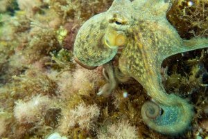Mallorca: Snorkkeliretki sukellusoppaiden kanssa veneellä – Cap de Formentor