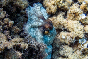 Mallorca: Snorkkeliretki sukellusoppaiden kanssa veneellä – Cap de Formentor