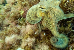 Mallorca: Snorkeltur med dykkertrener fra båt – Cap de Formentor