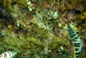Mallorca: Snorkeltur med dykkertrener fra båt – Cap de Formentor