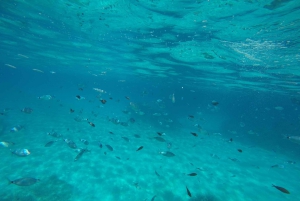 Mallorca : Speedboat, Snorkelling and Swimming Adventure