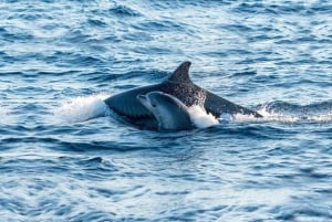 Alcudia: Sunrise at Sea & Dolphin Watching Tour