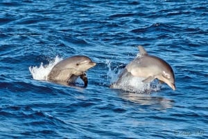 Alcudia: Sunrise at Sea & Dolphin Watching Tour