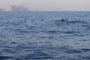 Alcudia: Sunrise at Sea & Dolphin Watching Tour
