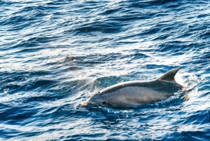 Alcudia: Sunrise at Sea & Dolphin Watching Tour