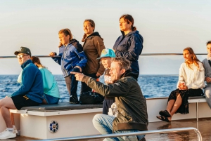 Alcudia: Sunrise at Sea & Dolphin Watching Tour