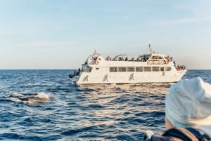 Alcudia: Sunrise at Sea & Dolphin Watching Tour