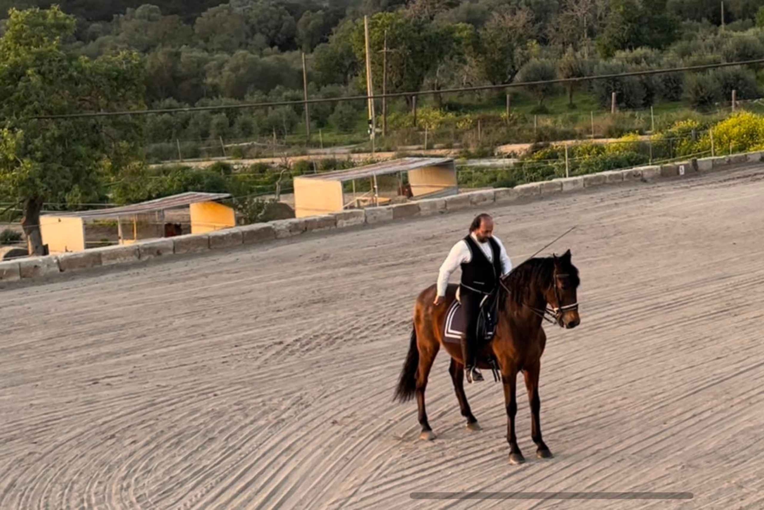 マヨルカ：サンセットツアー、馬術ショー、ファルコナーリア。