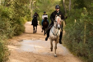 Mallorca: Solnedgangsekskursjon, hesteshow og falkoneri.