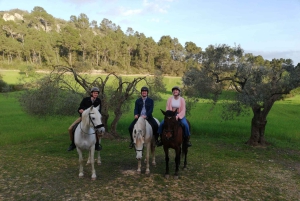 マヨルカ：サンセットツアー、馬術ショー、ファルコナーリア。