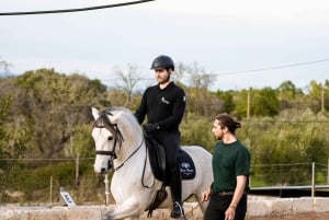 マヨルカ：サンセットツアー、馬術ショー、ファルコナーリア。