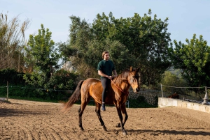 マヨルカ：サンセットツアー、馬術ショー、ファルコナーリア。