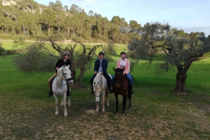 Mallorca: Mallorcas solnedgang & spansk rideskoleopvisning