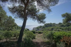 Mallorca: Biljett till grottorna i Drach med upphämtning