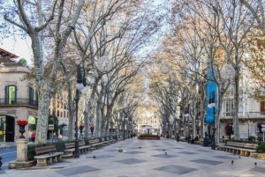 Mallorca: Transfer til Palma - guidet tur på egen hånd