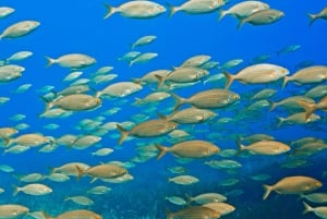 Mallorca: Try Scuba - try diving from a boat with an SSI instructor