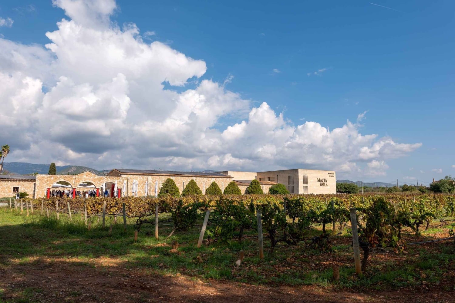 Mallorca: Rundtur i Valldemossa og vinsmagning i Macià Batle - Rundtur i små grupper