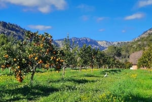 Mallorca: West Coast & Orange Valley Full Day Minbus Tour