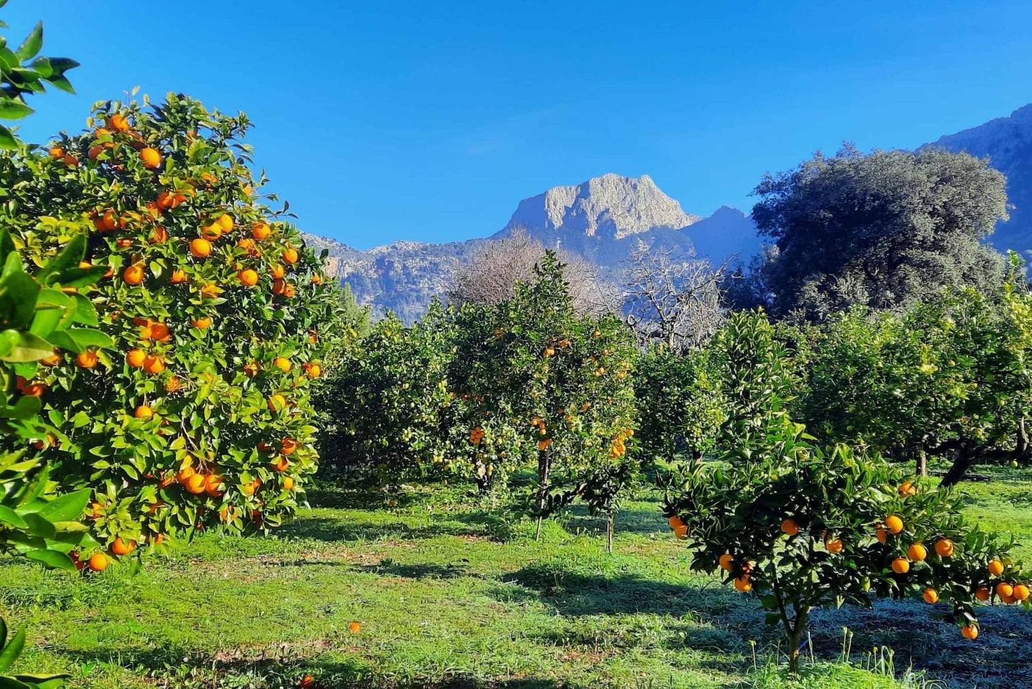 Mallorca: Västkusten & Apelsindalen Minibuss