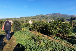 Mallorca: Västkusten & Apelsindalen Minibuss