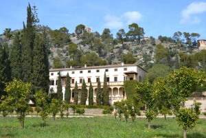 Mallorca: Västkusten & Apelsindalen Minibuss