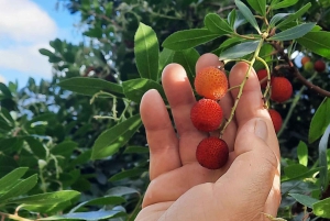 Mallorca: Västkusten & Apelsindalen Minibuss
