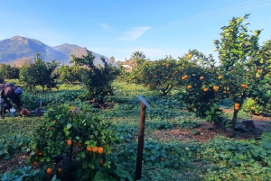 Mallorca: Västkusten & Apelsindalen Minibuss