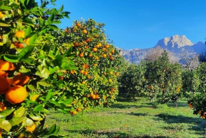 Mallorca: Amandelbloesem Minibus Tour met proeverij - DUITS