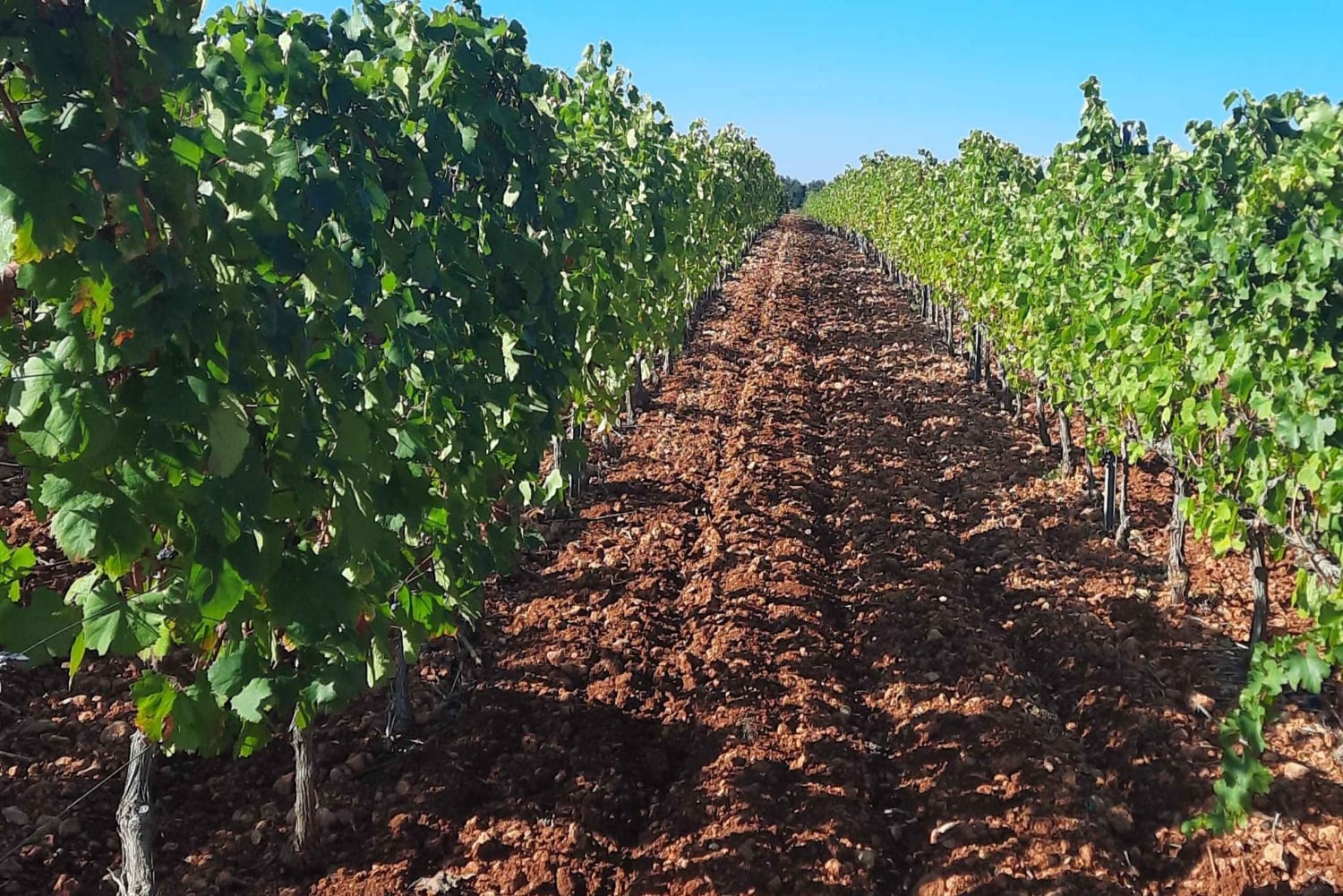 Maiorca: Tour pelas Adegas XL - incluindo 3 degustações de vinhos